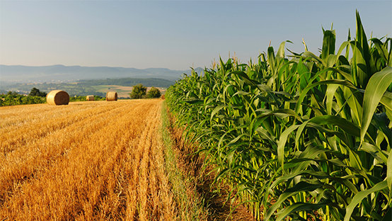 agriculture.jpg